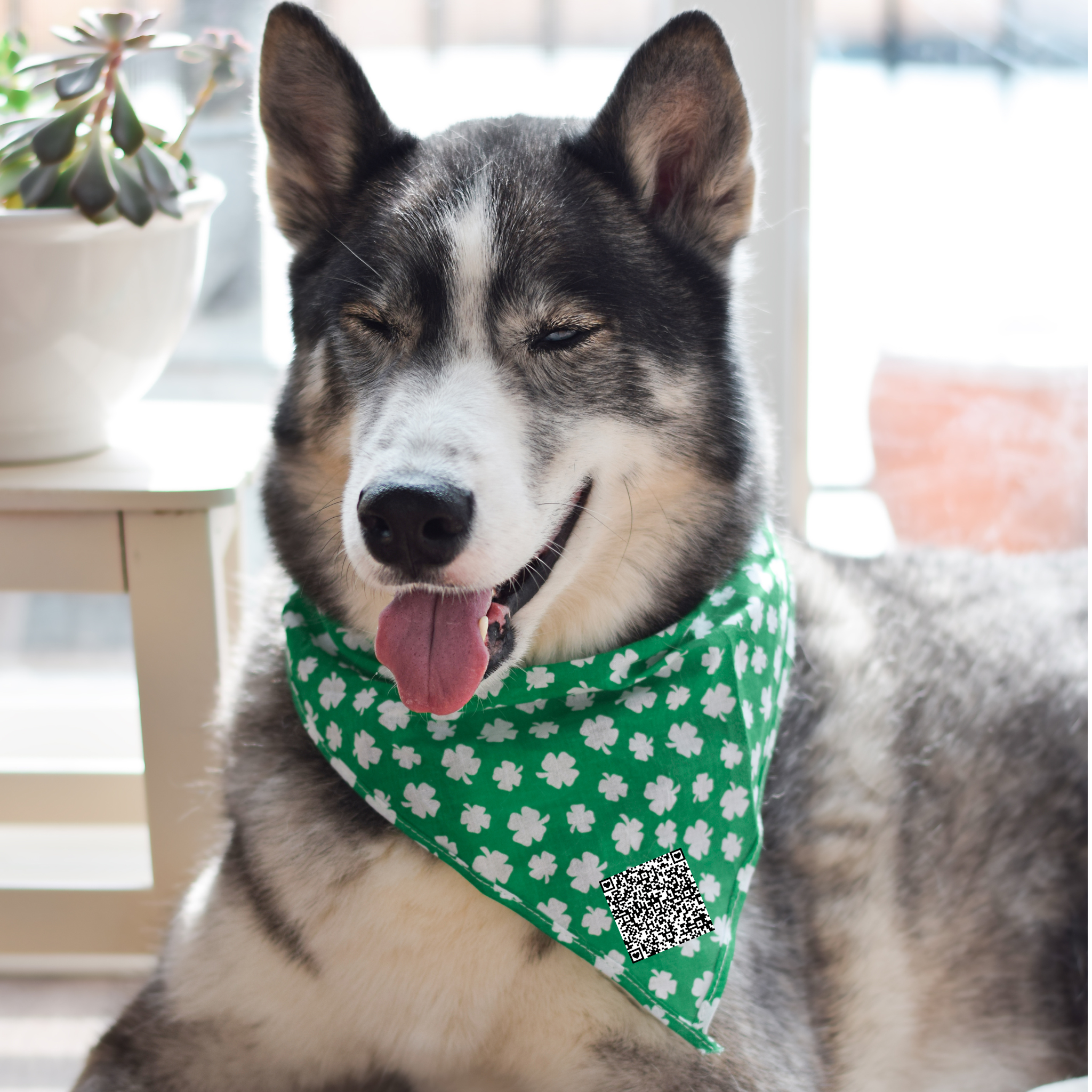 Discover our exclusive range of QR Code Dog Bandanas, designed to keep your furry friends both stylish and secure. Our bandanas come in a variety of vibrant designs and colors, perfect for showcasing your pet's personality. 