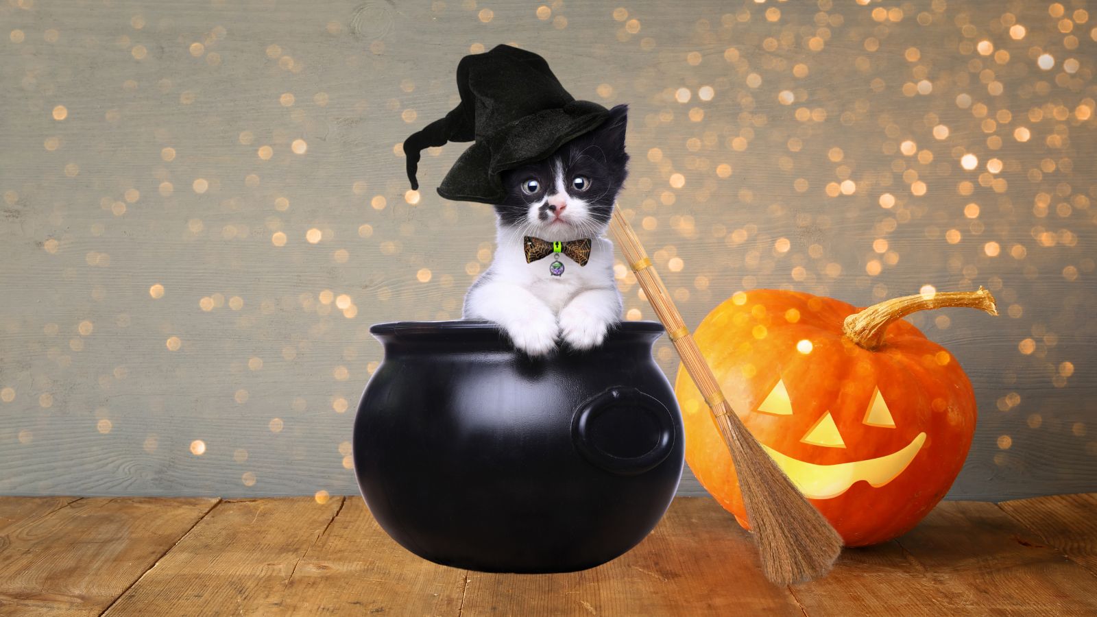 "Black and white kitten in a witch hat and bow tie sitting in a cauldron, with a pumpkin and broomstick beside it, promoting cat collar bows."